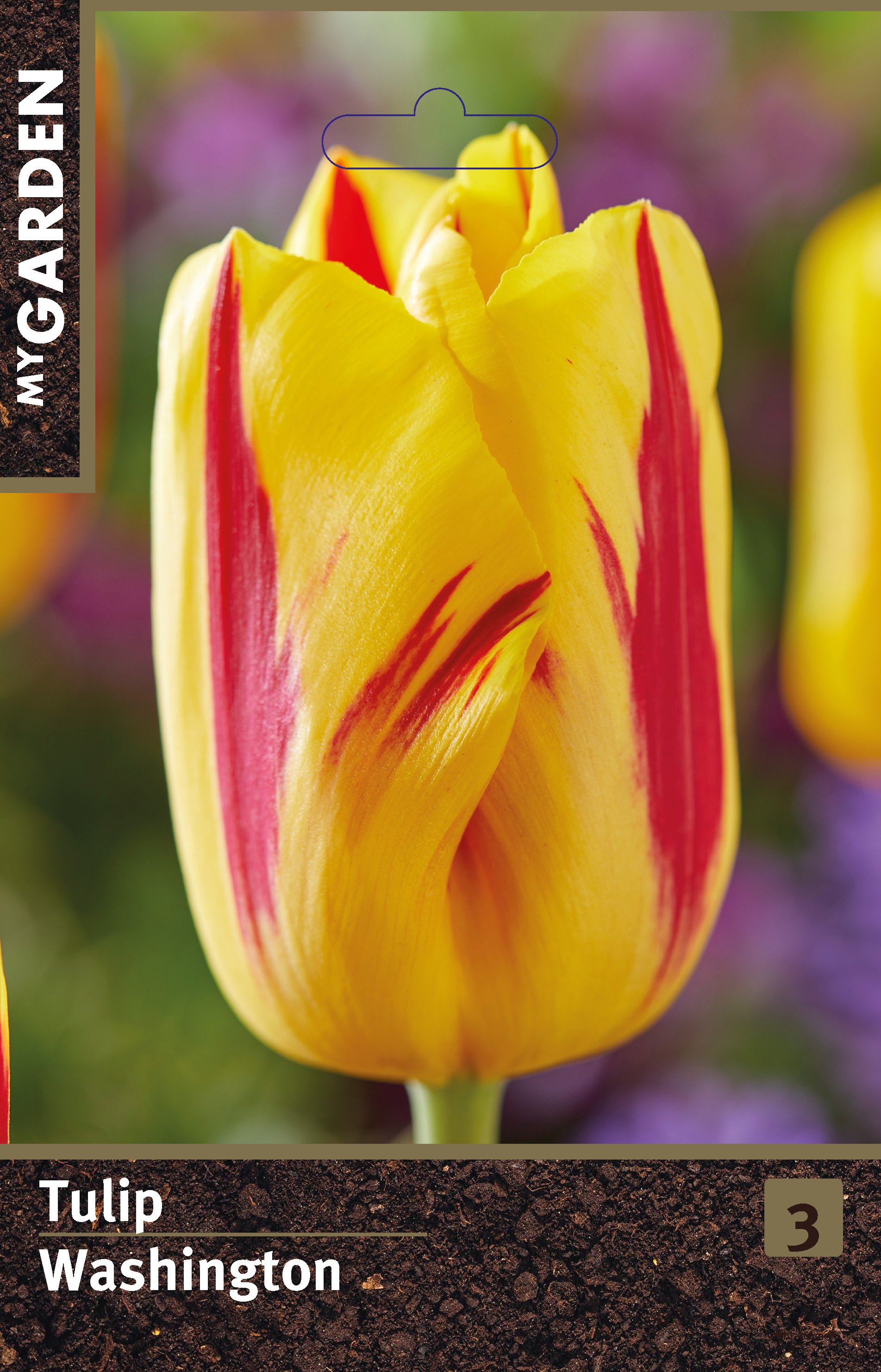 Тюльпан триумф Вашингтон